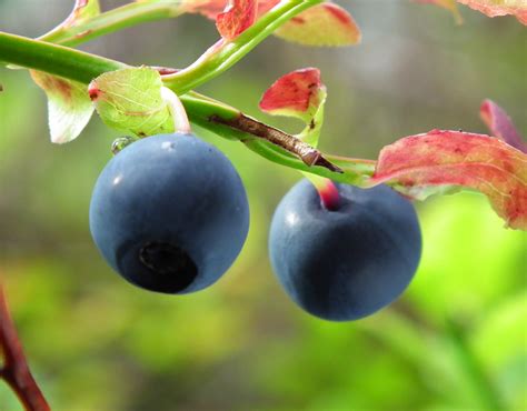 Bilberry facts and health benefits