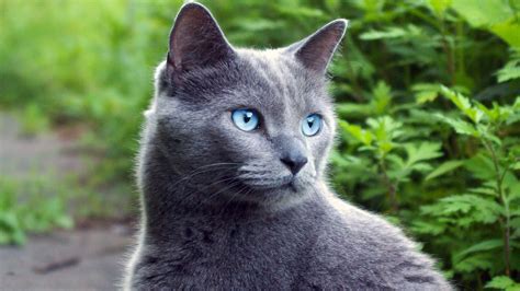 Stonefur (Riverclan Warrior) | Кошачьи фотографии, Животные, Кошачьи