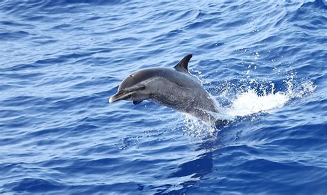 What is the Difference Between a Dolphin and a Porpoise? - WorldAtlas