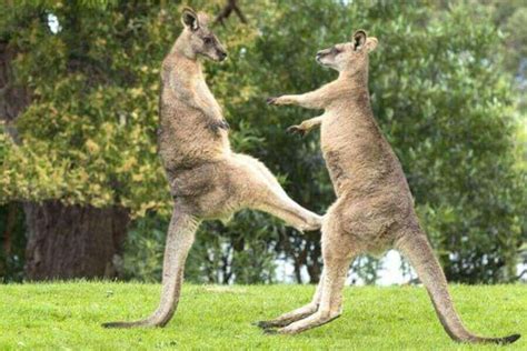 Are Kangaroos Dangerous? How They Attack People & Pets