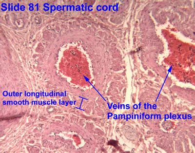 Spermatic Cord Histology