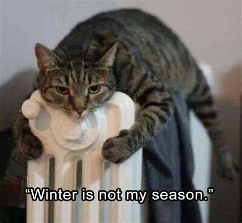 35 Funny Animals Who Are Definitely Not Ready for Winter