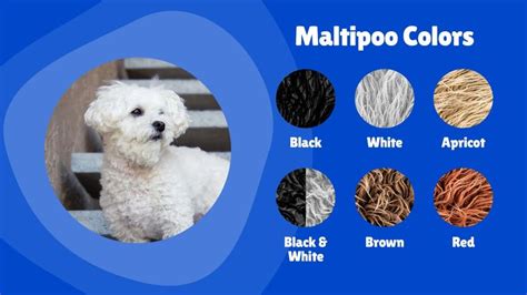 🐾 Maltipoo Colors: Color Options for Maltipoos 🐾 | Doodle Dog Club | Maltipoo, Dog club, Doodle dog