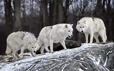 1920x1080px, 1080P free download | Wolf, Wildlife, Animals, Snow / and ...