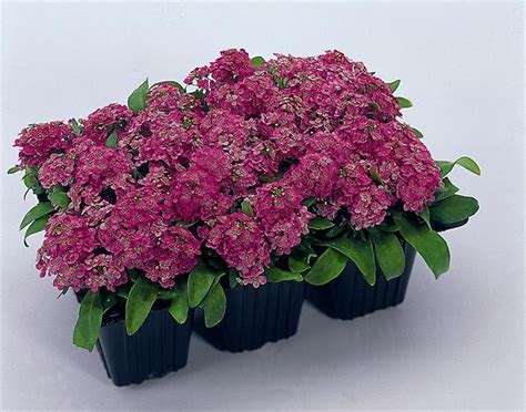 Alyssum Easter Bonnet Deep Pink | Alyssum, Easter bonnet, Planting flowers