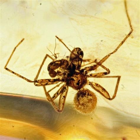 Baltic Amber Spider with eye stalks - Amber International