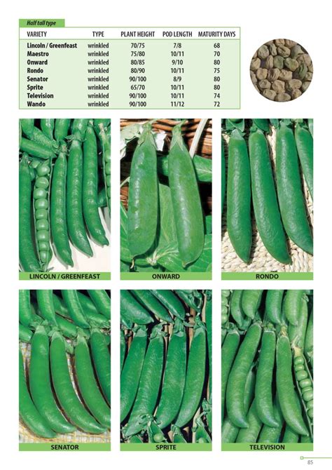 Suba Seeds Catalogue | SUBA SEEDS COMPANY SpaSUBA SEEDS COMPANY Spa