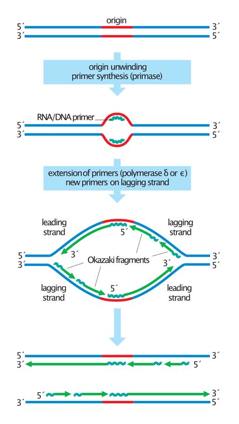 Okazaki fragments - Wikiwand