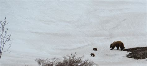 Grizzly Bears in Denali National Park and Preserve | Travel ...