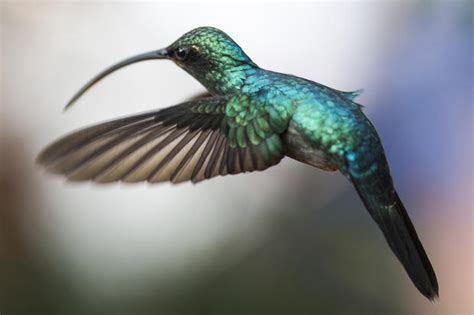 Hummingbirds of Costa Rica - CBS News