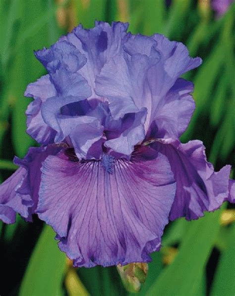 Iris Flowers, Types Of Flowers, Purple Flowers, Colorful Flowers, Pretty Flowers, Planting ...