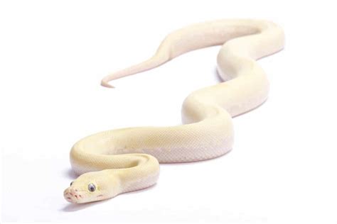 What Is an Albino Snake? - Everything You Need to Know