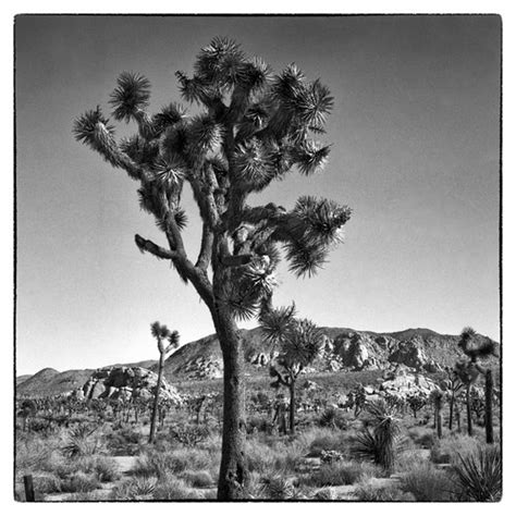 Joshua Tree - Twentynine Palms, CA | FujiFilm GF670 Pro - Ko… | Flickr