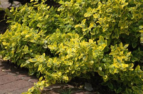 Euonymus fortunei 'Emerald n' Gold' Wintercreeper Euonymus from Scotts Garden Centre