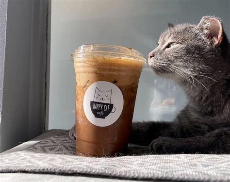 Happy Cat Café expanding its space in Grand Rapids, menu after 600 cat adoptions - mlive.com