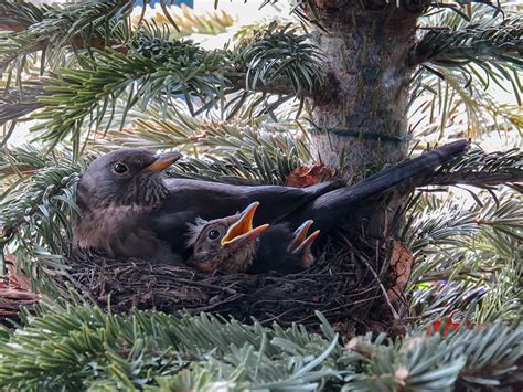 Royalty-Free photo: Black birds on nest in closeup photography | PickPik