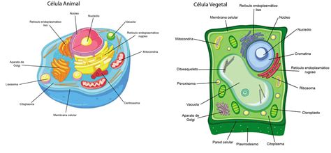 Celula animal y vegetal: carácterísticas, funciones y diferencias - Escolar - ABC Color