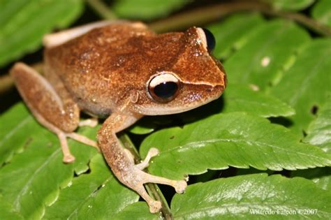 Common Coqui (Amphibians of Hawaii) · iNaturalist