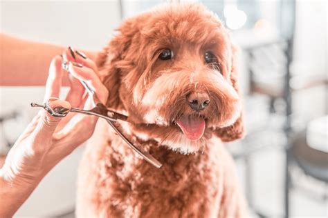 Mastering The Art Of Grooming Your Australian Labradoodle