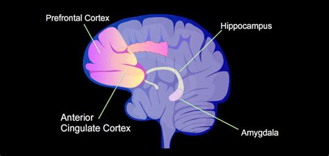 New vision on amygdala after study on testosterone and fear