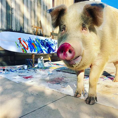 Meet Pigcasso the painting pig: challenging the way we see farm animals - BrightVibes