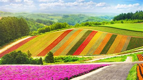 Summer flowers garden colorful hill at Biei, Hokkaido, Japan | Windows Spotlight Images