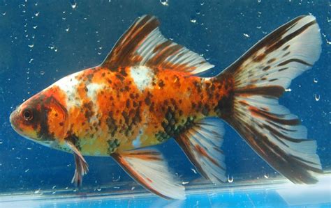 Shubunkin (Gold Fish) | Shubunkin goldfish, Common goldfish, Goldfish species