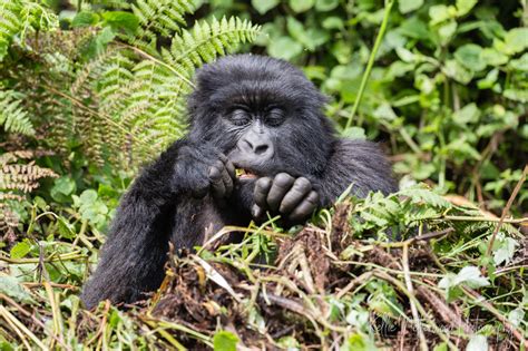 Kellie Netherwood Photography | Rwanda: An Unforgettable Wildlife ...