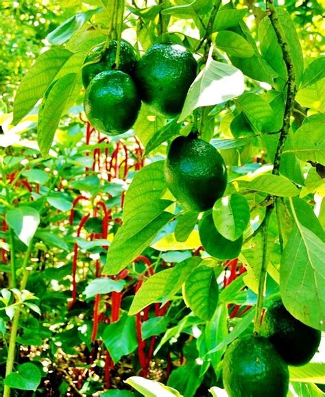 Avocado trees are highly nutritious additions to any South Florida ...