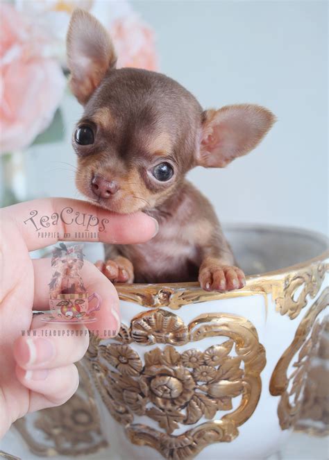 Teacup Chihuahua Puppies South Florida | Teacups, Puppies & Boutique