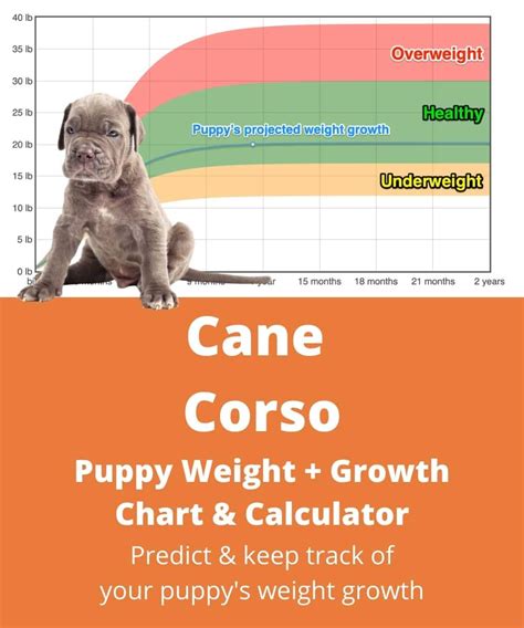 Cane Corso Weight+Growth Chart 2024 - How Heavy Will My Cane Corso Weigh? | The Goody Pet