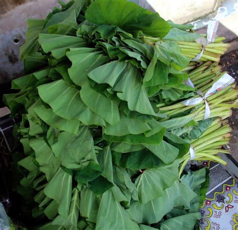 Forbes touts callaloo bush - Trinidad and Tobago Newsday