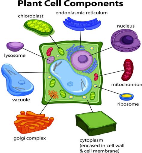 Plant Cell Diagram Clip Art