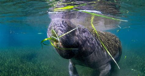 How to Help Manatee Conservation Efforts at Home | Discover Crystal River