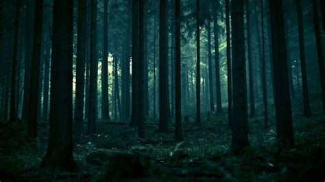 Hd Dark Forest Wallpaper