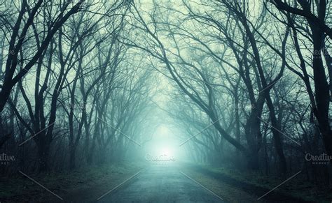 Scary mysterious forest in fog containing forest, tree, and fog ...