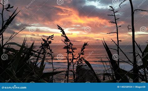 Panorama of Muriwai Sunset with Flax on Foreground. Stock Photo - Image of phormium, auckland ...