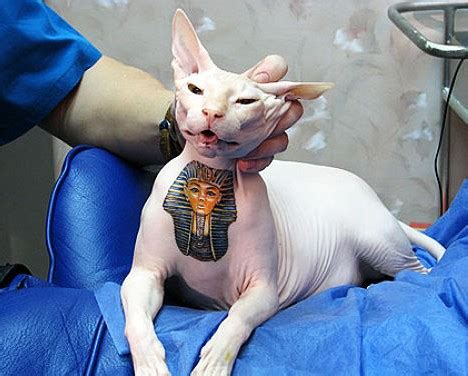 Animal Photo: sphynx cat tattoo