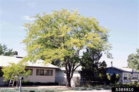 7 Fast-Growing Shade Trees Perfect for Home Gardens - Dengarden