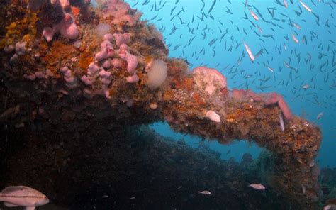 Live-bottom reef habitat of Gray’s Reef National Marine Sanctuary ...