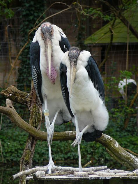 Free Images : nature, bird, wildlife, standing, zoo, spring, beak, fauna, hairstyle, plumage ...