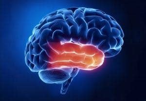 Temporal Lobe Damage: Side Effects and Treatment | Flint Rehab