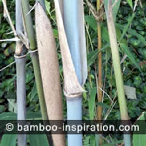 Pruning Bamboo - your guide to caring for bamboo