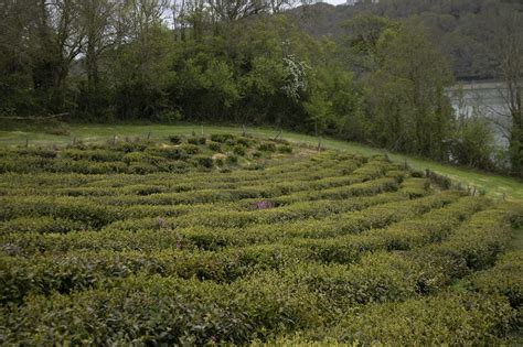 Tregothnan - The Great Gardens of Cornwall