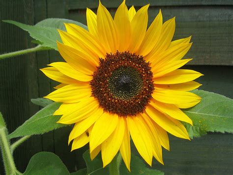 Kansas State Flower | Native Sunflower