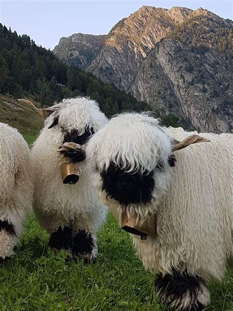 Photo Gallery – Valais Blacknose Sheep Association of North America