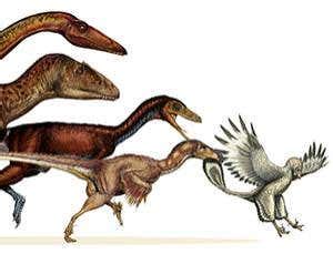 Dinosaurs shrank for 50 million years to become birds | New Scientist