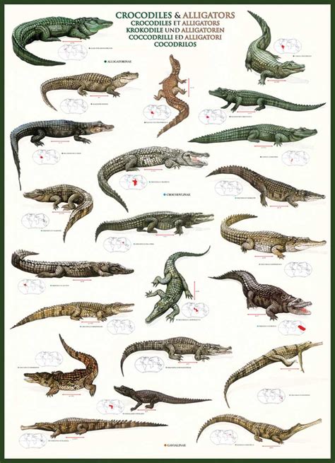 Crocodiles & Alligators Jigsaw Puzzle | PuzzleWarehouse.com