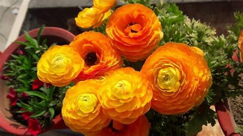 How to Save Seeds of Ranunculus Plant for Next Season || Easy Way to ...