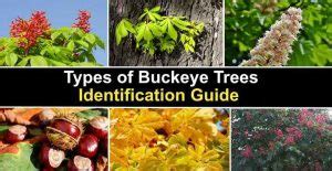 Types of Buckeye Trees with Their Flowers and Leaves (Pictures)